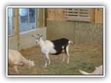 38 X 96 For Goats_  Reedsville PA-dsc09971