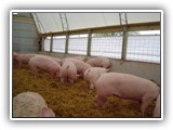 Lancaster PA_ Building For Pigs Raised On Straw ( Watch Video )-dsc00579