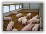 Lancaster PA_ Building For Pigs Raised On Straw ( Watch Video )-dsc00583