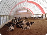 Dairy Compost Bedded Pack --       Manheim PA-dsc09374_show