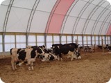 Dairy Compost Bedded Pack --       Manheim PA-dsc09385_show